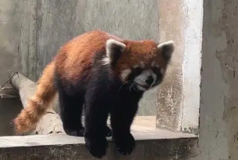 警方破获大案解救63只小熊猫 接手后20多只陆续死亡惹争议