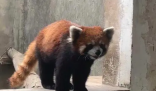 警方破获大案解救63只小熊猫 接手后20多只陆续死亡惹争议