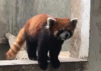 警方破获大案解救63只小熊猫 接手后20多只陆续死亡惹争议
