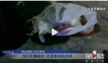 宠物猫被邻居高空扔下活活摔死 到底怎么回事