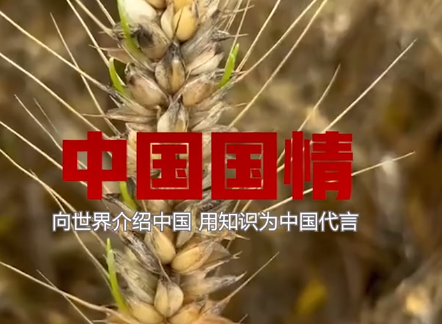 小麦因下雨发芽 农户哭诉损失惨重 与大雨“赛跑”，抢收抢运抢入仓