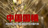 小麦因下雨发芽 农户哭诉损失惨重 与大雨“赛跑”，抢收抢运抢入仓