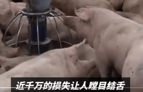 猪场电闸跳闸 高温致上千头猪死亡 到底怎么回事