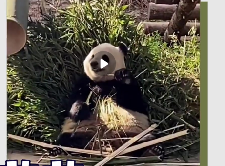 丫丫加入西直门群聊  大可爱们聚在一起