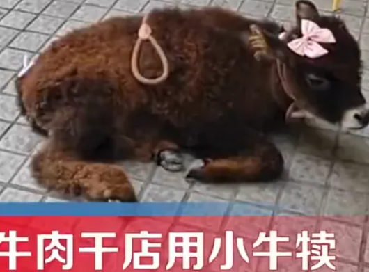 牛肉干店把牛犊拴门口吆喝现点现做 这种宣传真‘牛’!