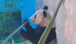 丫丫最新视频:抓起竹子就开啃   “丫丫”的健康状况很稳定