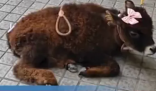 牛肉干店把牛犊拴门口吆喝现点现做 这种宣传真‘牛’!