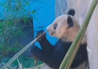 丫丫最新视频:抓起竹子就开啃   “丫丫”的健康状况很稳定