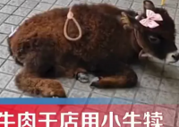 牛肉干店把牛犊拴门口吆喝现点现做 这种宣传真‘牛’!