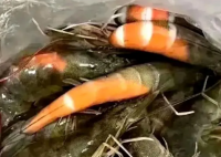 在广东买虾还没到家就熟了 老板也解释不清了