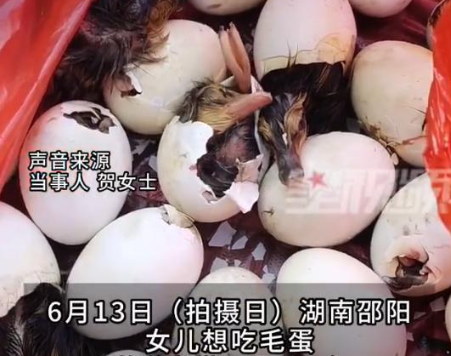 男子赶集买毛蛋到家全变鸭子 这是被商家坑了