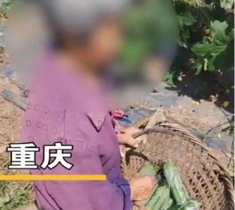 年轻人返乡创业遇老人频繁偷菜 道德与同情的边界