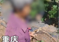 年轻人返乡创业遇老人频繁偷菜 道德与同情的边界