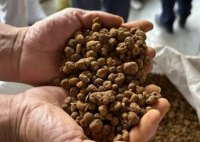 浙江一药农卖元胡10分钟赚52万元 中药材涨价向产业链传导