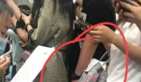 女子反映地铁上遭男子掏下体猥亵 这种变态的人渣不占少数