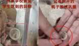 异物是鸭眼巩膜?记者解剖多个鸭头 眼球巩膜比鸭眼外表大数倍