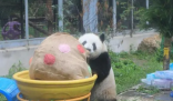 花花被游客喊胖子愣了1秒钟 立马不乐意了