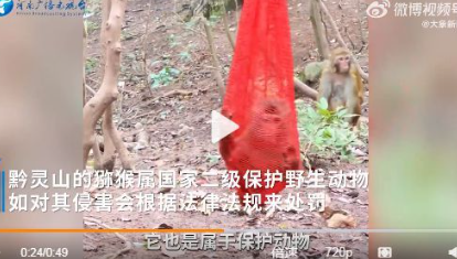 黔灵山公园猕猴被装袋挂树上 这可能是伤到了哪个游客