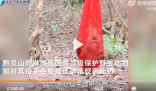 黔灵山公园猕猴被装袋挂树上 这可能是伤到了哪个游客