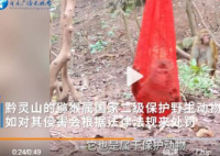 黔灵山公园猕猴被装袋挂树上 这可能是伤到了哪个游客
