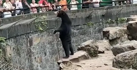 杭州动物园这只熊火了 网友认为这是人假扮的熊