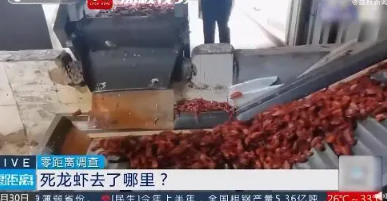 成吨死龙虾疑似被做成虾尾出售 提醒我们要高度重视食品安全问题