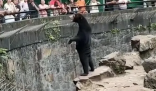 杭州动物园这只熊火了 网友认为这是人假扮的熊