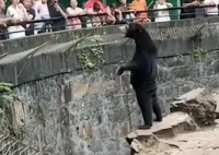 杭州动物园这只熊火了 马来熊是世界上最珍贵而稀有的物种之一