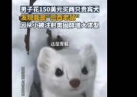 男子花150美元买狗结果是巴西老鼠 商家太坑人了
