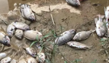 邯郸一地河面现大量死鱼 水质和生态环境问题的担忧再度被激起
