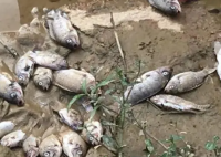 邯郸一地河面现大量死鱼 水质和生态环境问题的担忧再度被激起