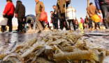 烟台海边现大量蝼蛄虾 给市民们带来了一份美味的惊喜