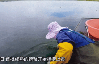新疆大螃蟹发货了 瞬间勾起了网友的购买欲