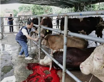 活牛2分钟被强行灌水近50升 牛肉流入东莞、广州市场