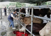 活牛2分钟被强行灌水近50升 起底注水牛黑窝点