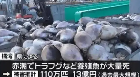 日本长崎百万条养殖鱼死亡 损失额高达13亿日元