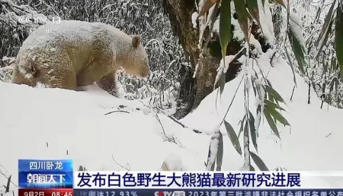 全球首只白色大熊猫最新研究成果 白色大熊猫长相比较特别