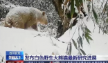 全球首只白色大熊猫最新研究成果 白色大熊猫长相比较特别