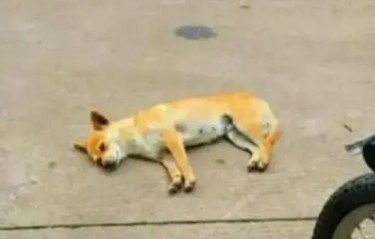 网红流浪狗“黄主任”去世了 师生们会永远怀念这个特别的存在