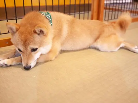柴犬误食70粒布洛芬主人花5千救回 昂贵的医疗费用，无价的宠物情感