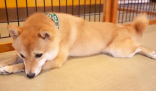 柴犬误食70粒布洛芬主人花5千救回 昂贵的医疗费用，无价的宠物情感