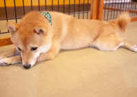 柴犬误食70粒布洛芬主人花5千救回 昂贵的医疗费用，无价的宠物情感