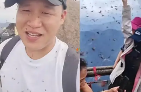 黄山飞虫成灾直扑人脸 飞虫对人体产生危害