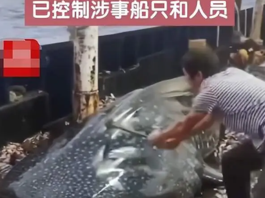 船员用铁锤虐打鲸鲨头部后丢回海中 众多网友对此表示震惊和不满