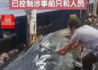 船员用铁锤虐打鲸鲨头部后丢回海中 众多网友对此表示震惊和不满