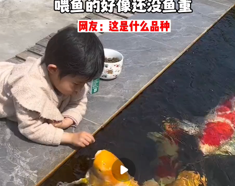 小女孩用小月饼喂50斤胖锦鲤 吸引了网友们的关注