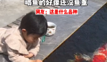 小女孩用小月饼喂50斤胖锦鲤 吸引了网友们的关注