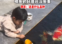 小女孩用小月饼喂50斤胖锦鲤 吸引了网友们的关注