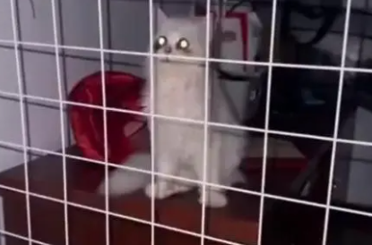 女研究生养猫反向将自己关进笼子 这到底是谁养谁?