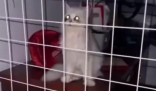 女研究生养猫反向将自己关进笼子 这到底是谁养谁?